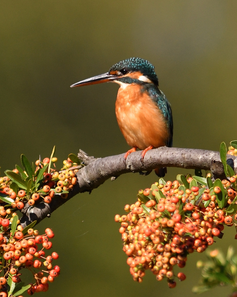 ピラカンサと翡翠6