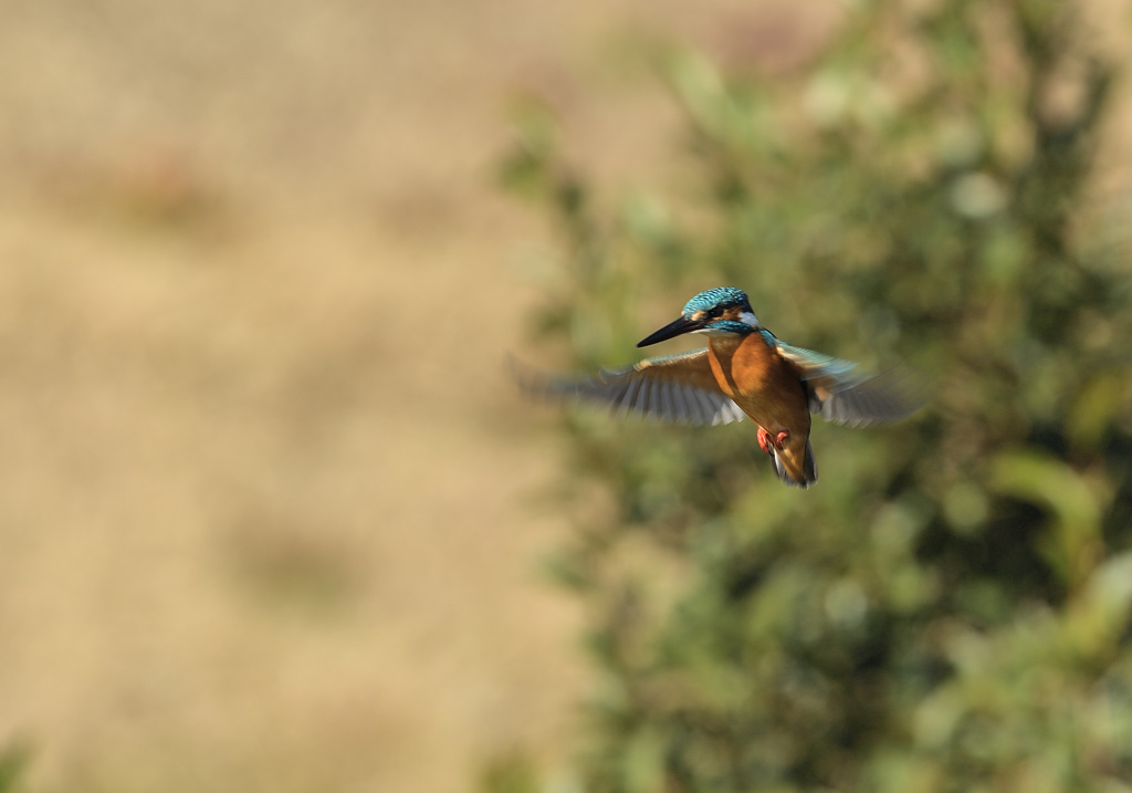 新年2回目のホバ1