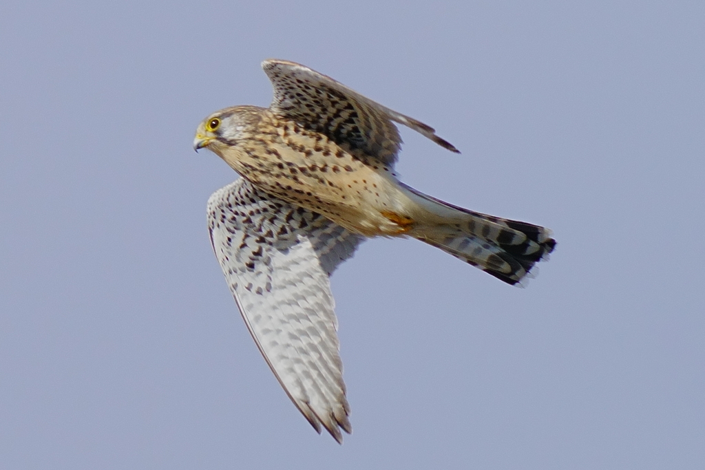 チョウゲンオス2