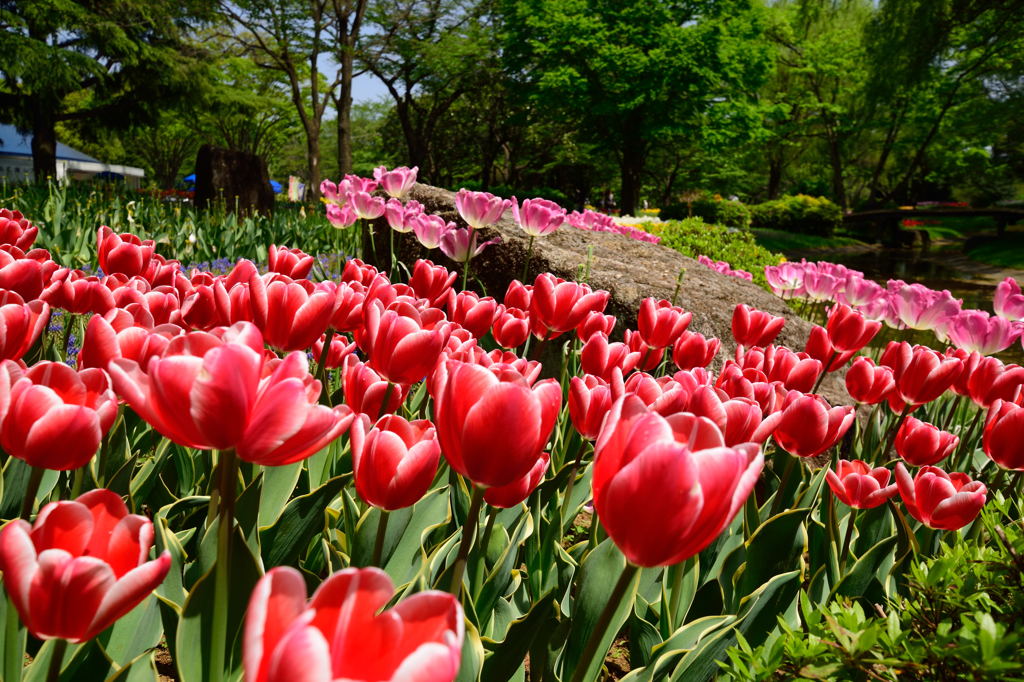 昭和記念公園のチューリップ5