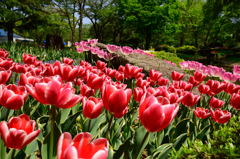 昭和記念公園のチューリップ5