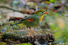 水場の相思鳥