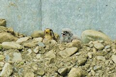 巣穴から落ちた雛に給餌するチョウゲンメス2