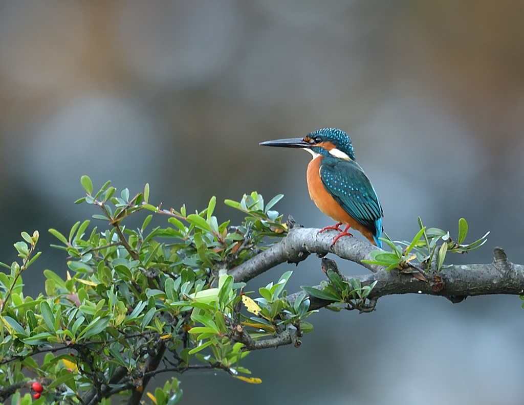 本日のお立ち台