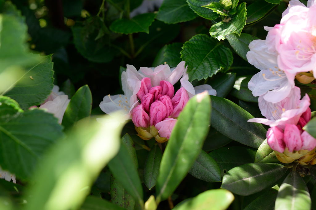 くす玉酔芙蓉2