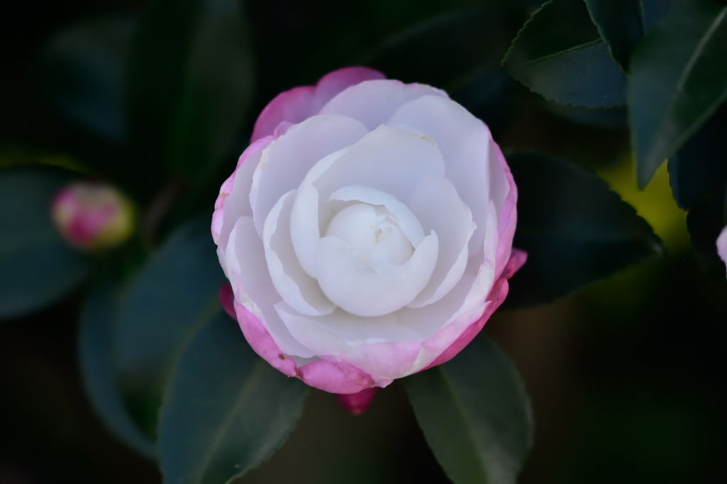 中央分離帯で見つけました