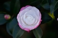 中央分離帯で見つけました