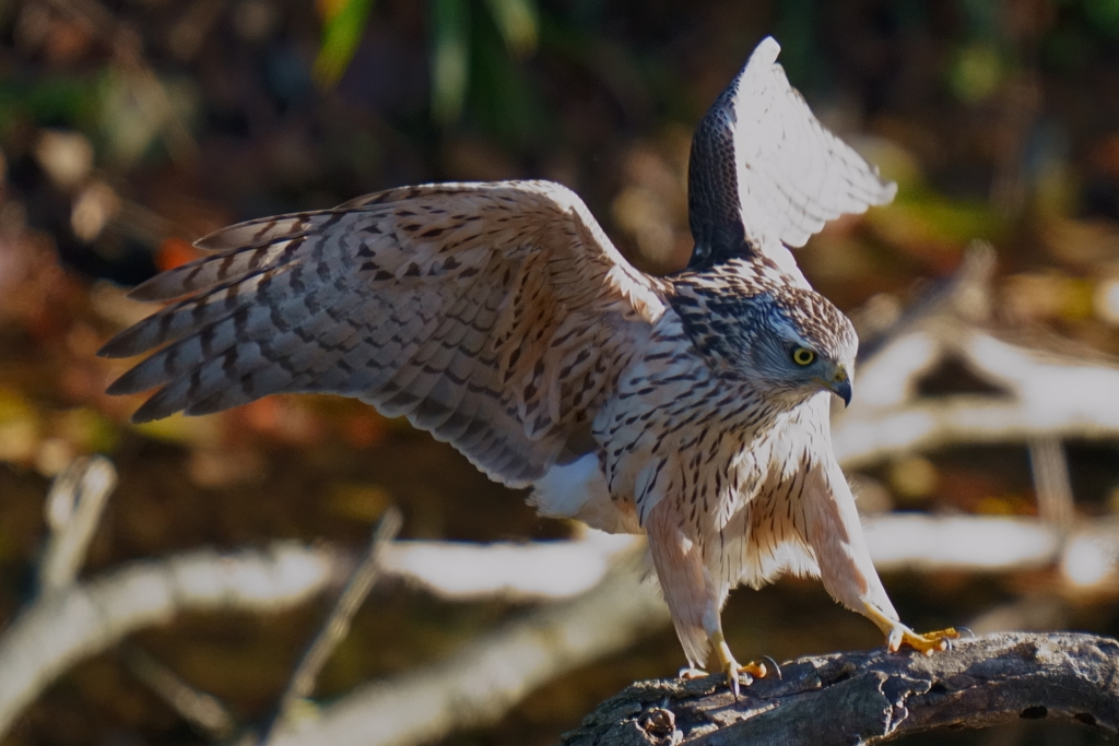 オオタカの幼鳥6