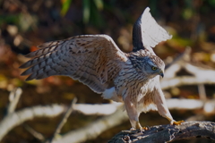 オオタカの幼鳥6 オオタカの幼鳥6
