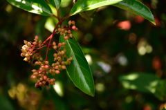 高幡不動木の実