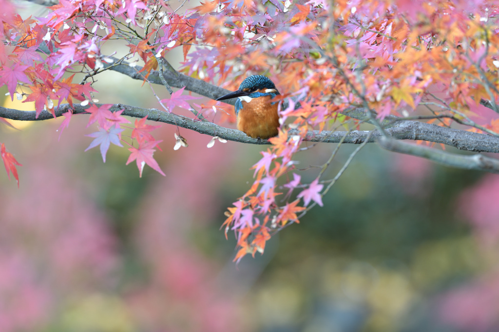紅葉とカワセミ5