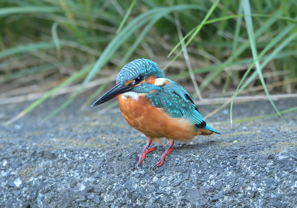 我が家近くのカワセミ4