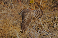 オオタカの飛翔 オオタカの飛翔