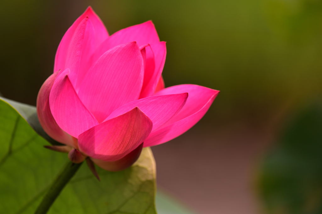 昭和記念公園の蓮