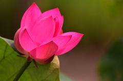 昭和記念公園の蓮