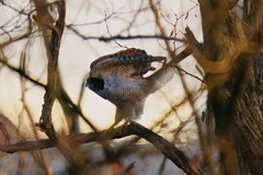 オオタカ（成鳥4）