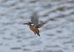 今朝のホバ5 今朝のホバ5