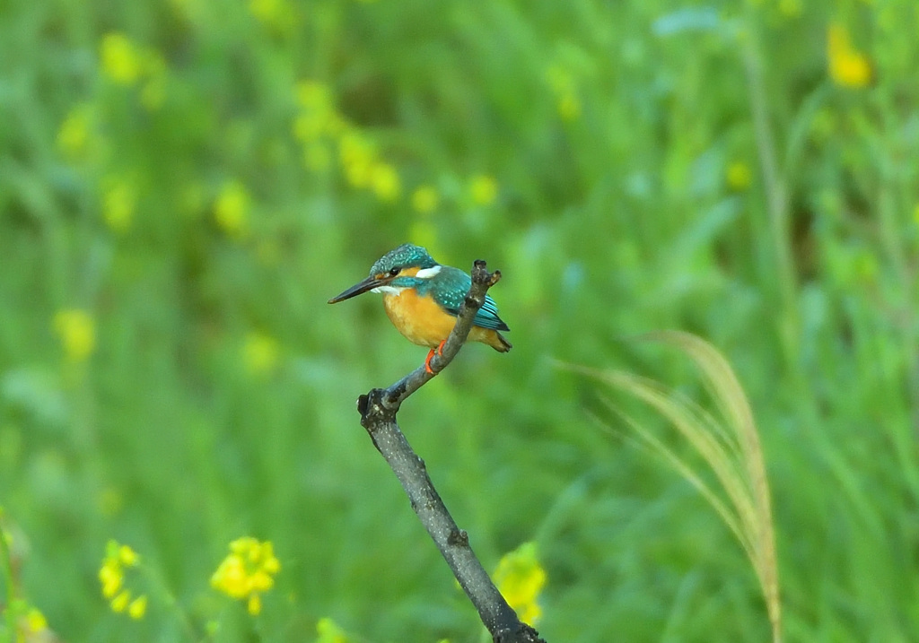 菜の花バック