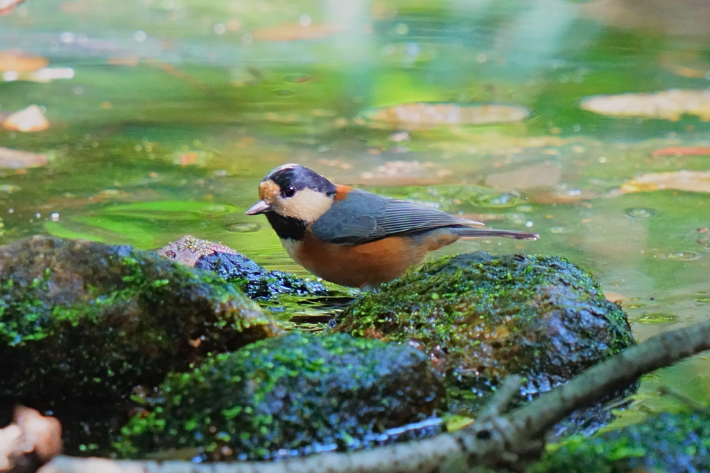 水場のヤマガラ