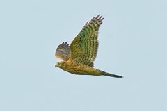 オオタカ幼鳥3