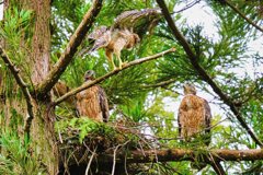 オオタカの幼鳥たち6