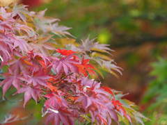 高幡不動の紅葉