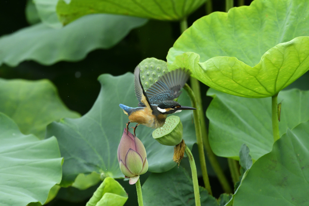 次の蕾に1