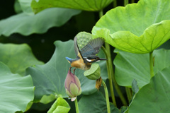 次の蕾に1