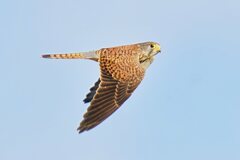 チョウゲンボウ