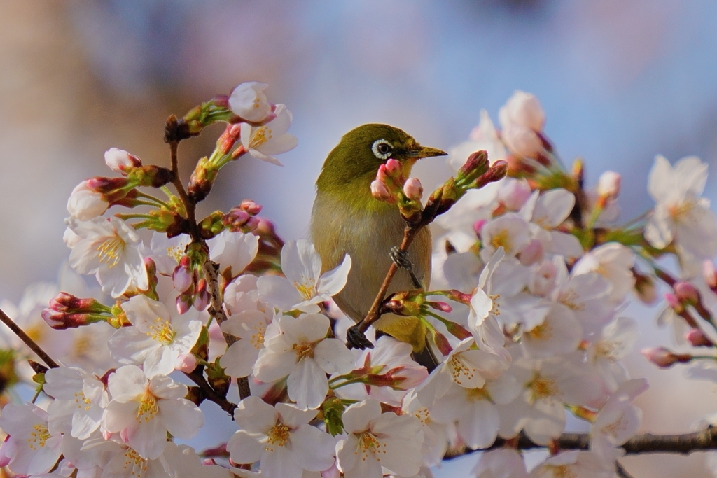 桜メジロ