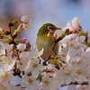 桜メジロ