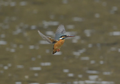 今朝のホバ16 今朝のホバ16