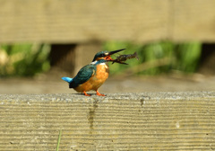 踊り食い・・・でもちょっと大き過ぎない？