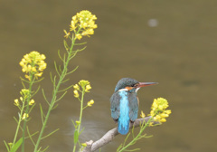 菜の花とカワセミ