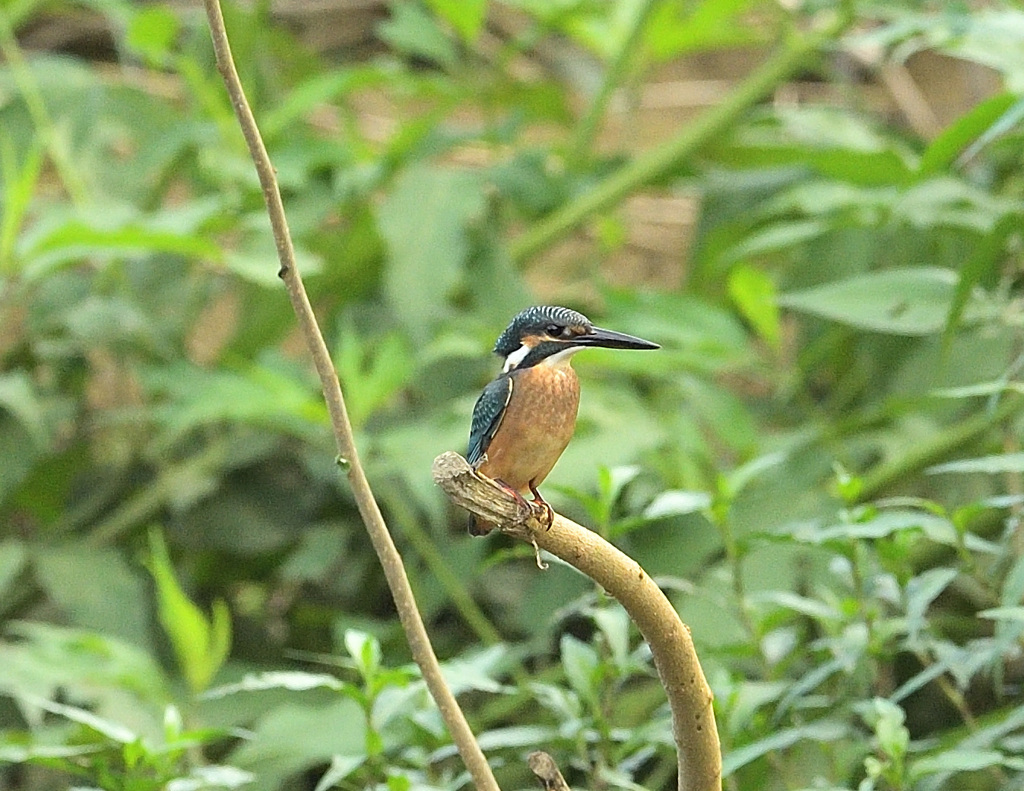 地元の若