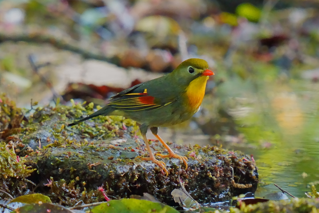 水場の相思鳥
