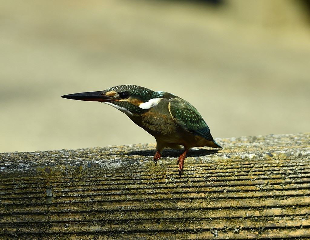 欄干のメスカワ2