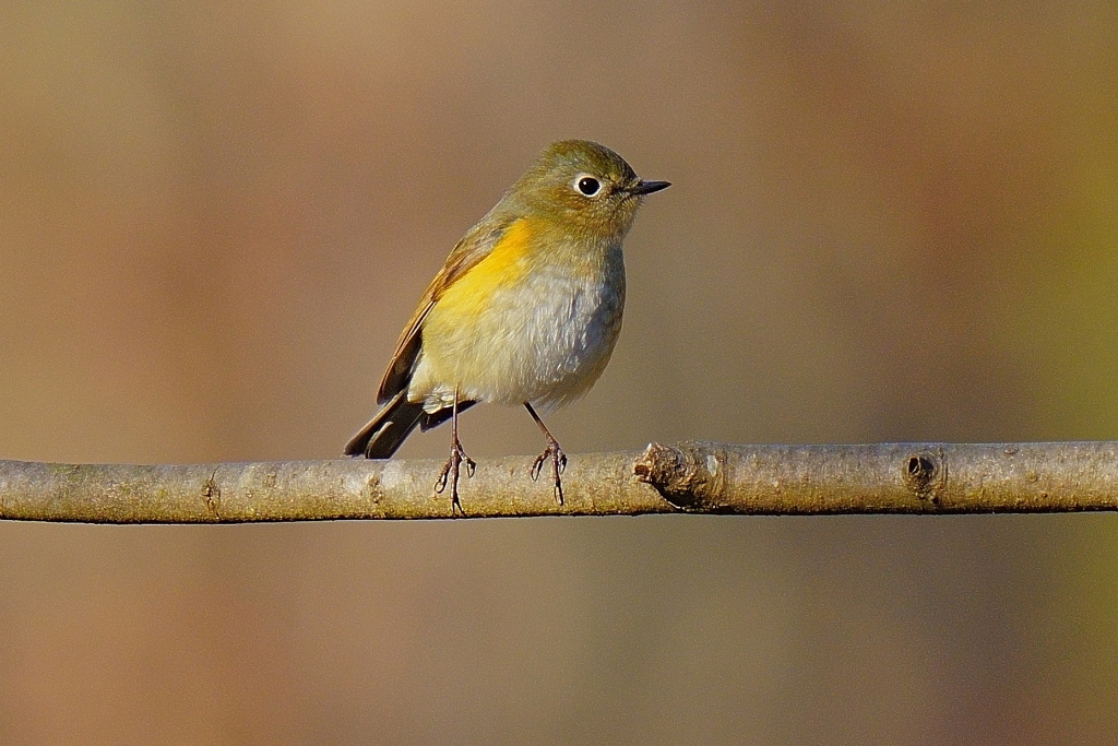 ルリビタキのメス