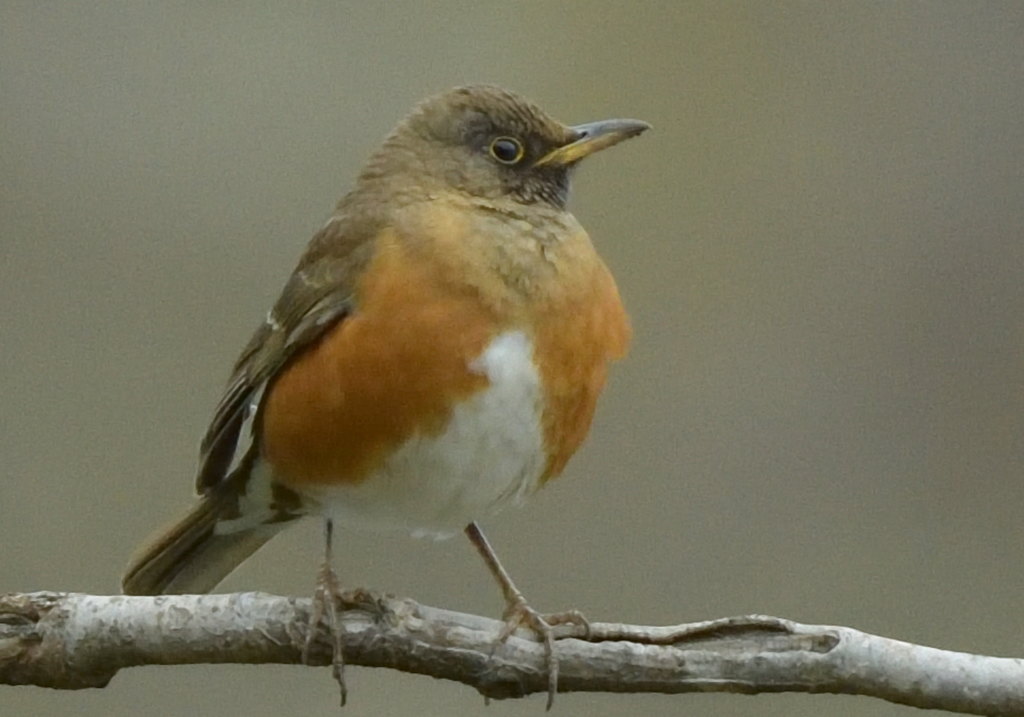 トベラのアカハラ
