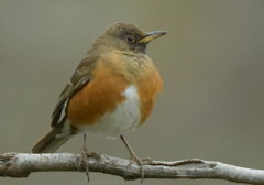 トベラのアカハラ トベラのアカハラ