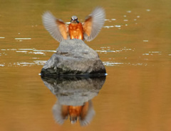飛びつき 飛びつき