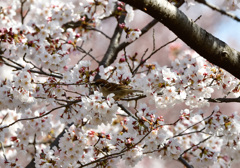 桜スズメ