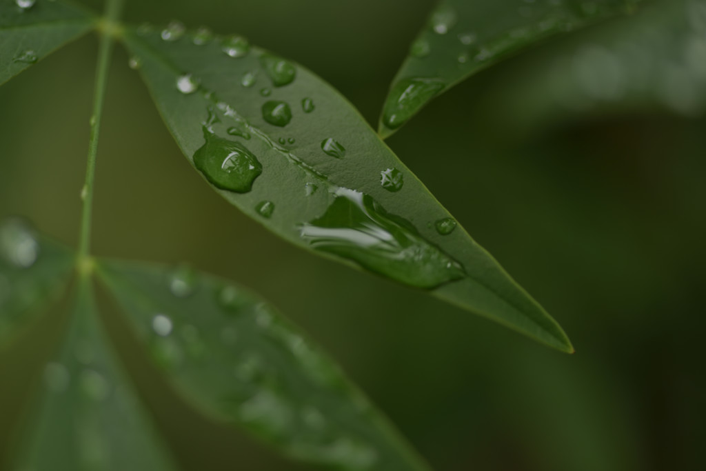 雨上がりの朝