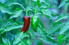 京王フラワーガーデン　アンジェ3