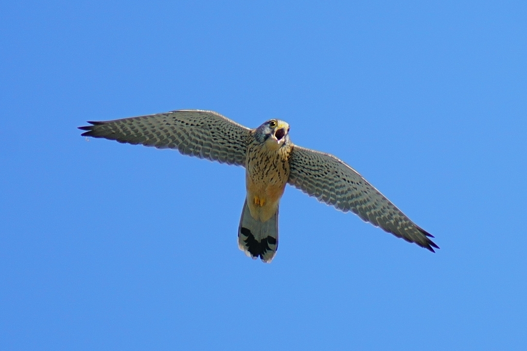 鳴くチョウゲンボウ