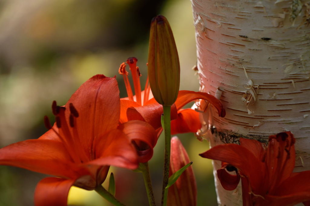 富士見高原のユリ６