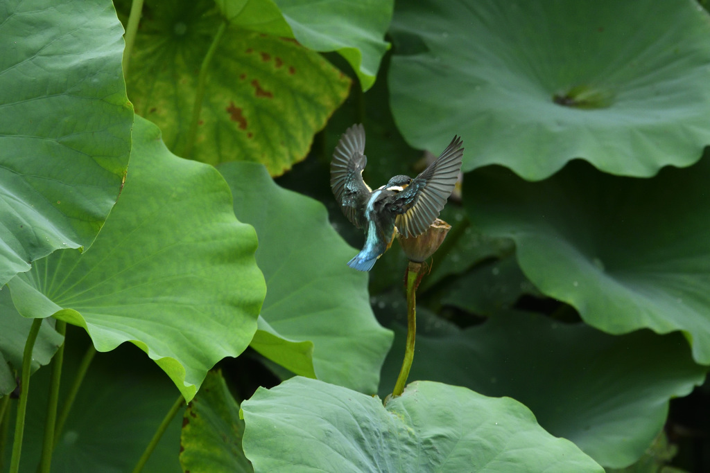 着陸前
