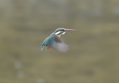 今朝のホバ10 今朝のホバ10