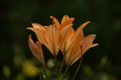 富士見高原のユリ４