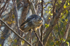 ノスリ1 ノスリ1